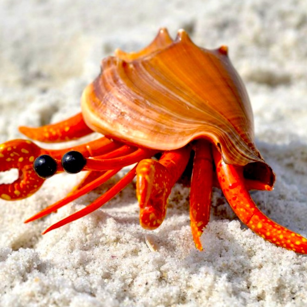 Sculpture crab in real shell